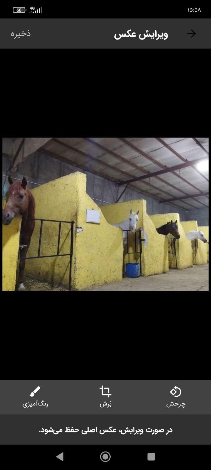 اسب سواری و باشگاه سوارکاری|اسب و تجهیزات اسب‌سواری|تبریز, |دیوار