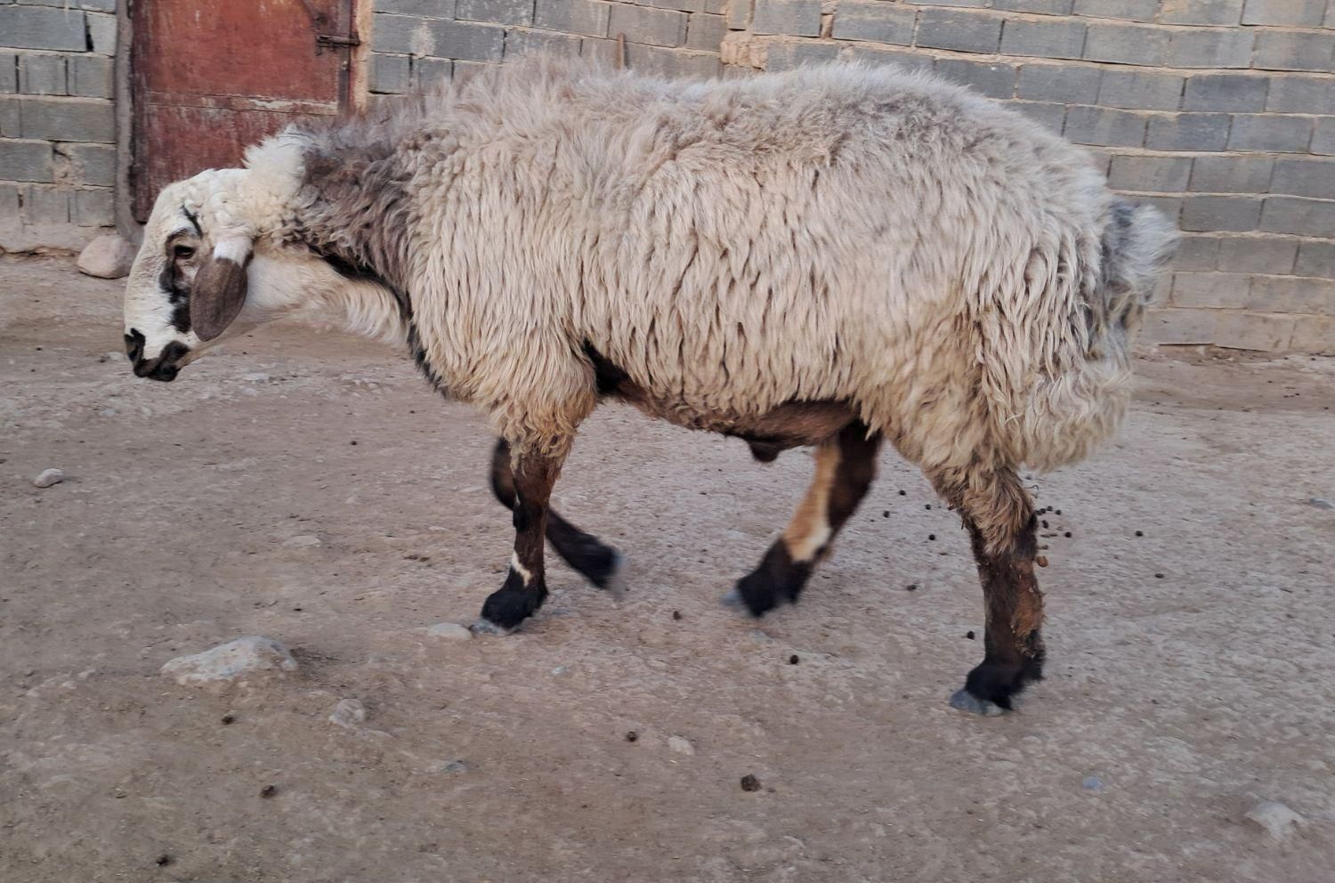 قوچ بختیاری بزری دودندان|حیوانات مزرعه|شیروان (خراسان), |دیوار