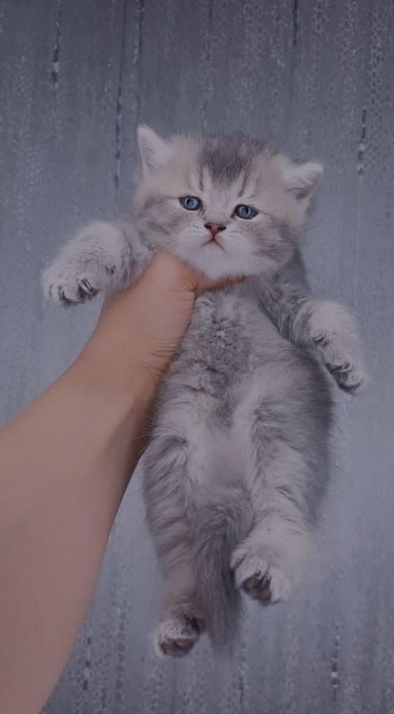 مجموعه گربه های مهربون ( بریتیش پرشین اسکاتیش)|گربه|اهواز, کیانپارس |دیوار