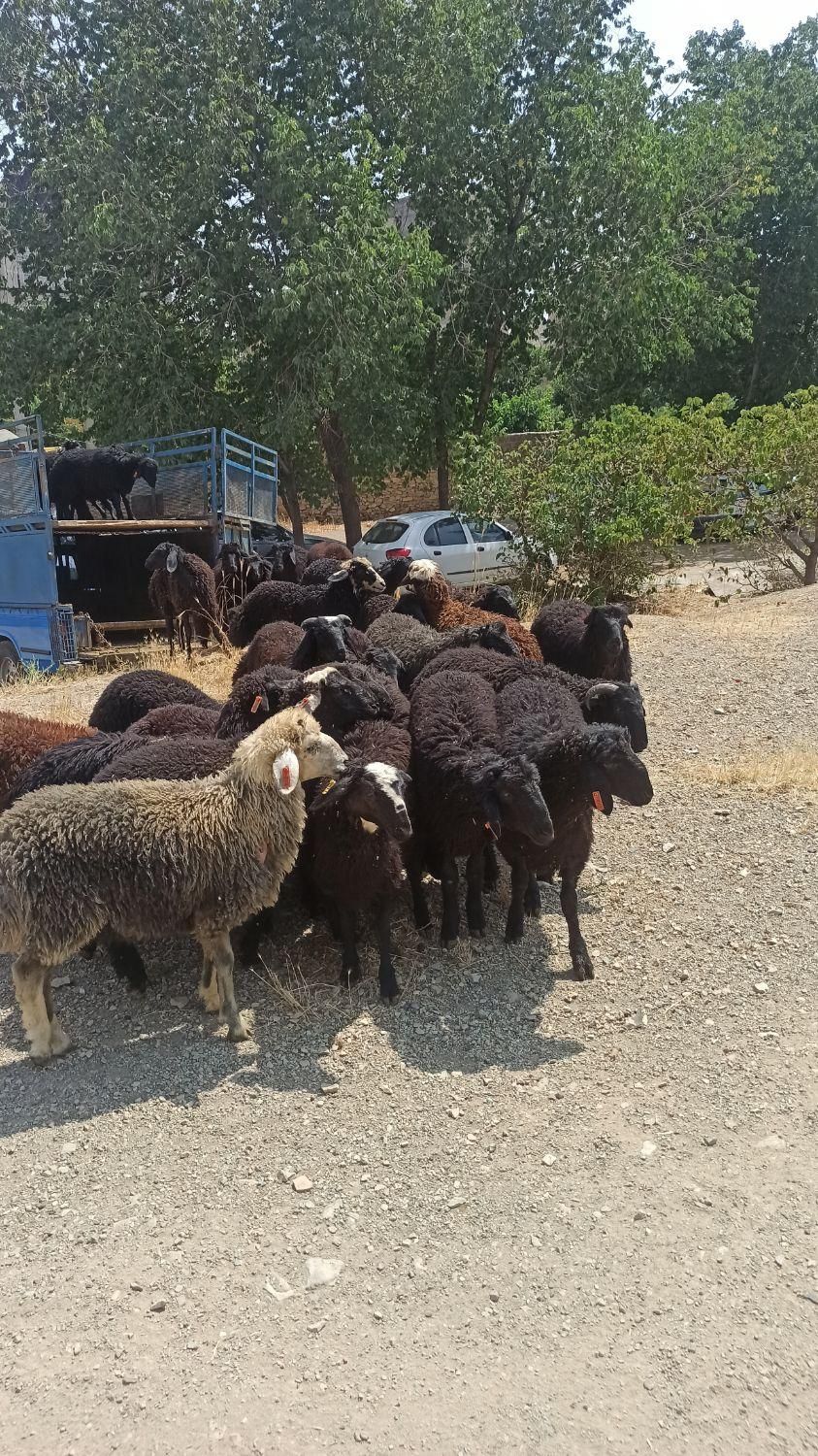 نژاد مغان وکردستان گوسفند زنده غرب تهران زنده قپان|حیوانات مزرعه|تهران, جی|دیوار