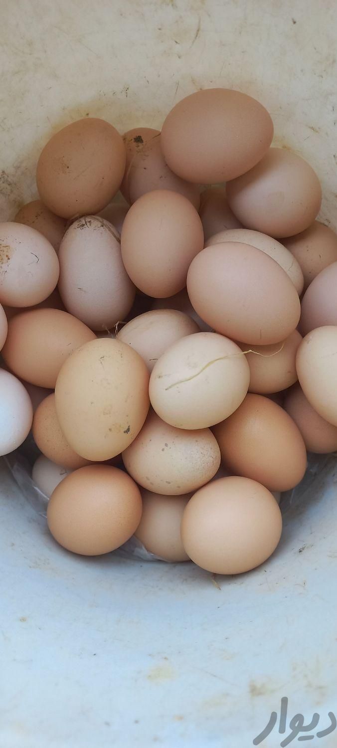 تخم مرغ محلی از مرغ گلپایگان نطفه دار|حیوانات مزرعه|رودسر, |دیوار