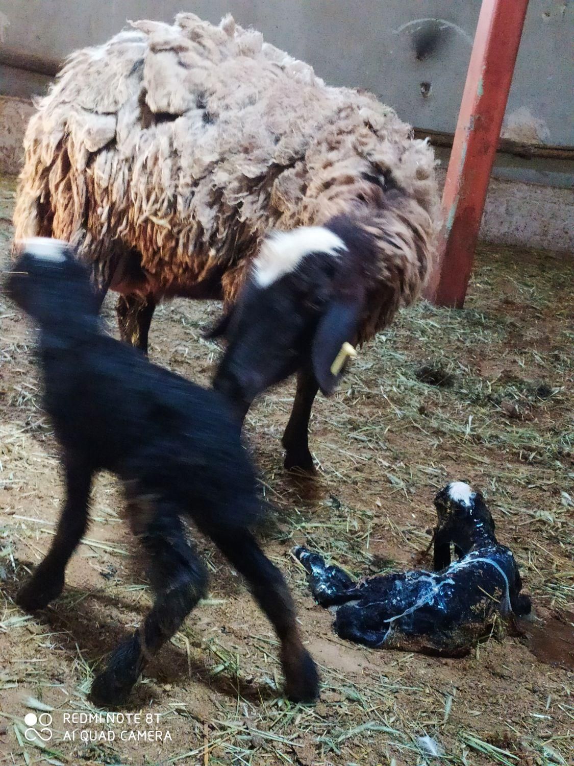 میش ابستن گوسفند دوقلو deroee بره نر ماده ژن قوچ|حیوانات مزرعه|اردکان, |دیوار