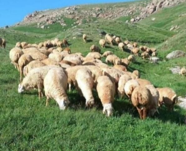 مرکز فروش بره و گوسفند نذری و...|حیوانات مزرعه|قم, شهرک مهدیه|دیوار