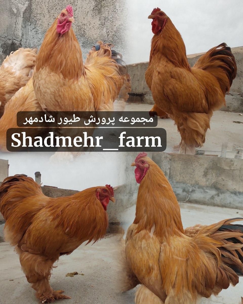 جوجه و تخم نطفه دار برهما برهوما نژاد لمون و بوف|حیوانات مزرعه|شیروان (خراسان), |دیوار