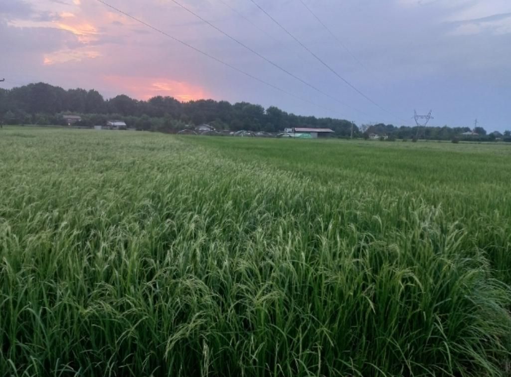 زمین مزرعه شالیزار 2240 متری در کلیمان|فروش زمین و ملک کلنگی|رضوانشهر, |دیوار