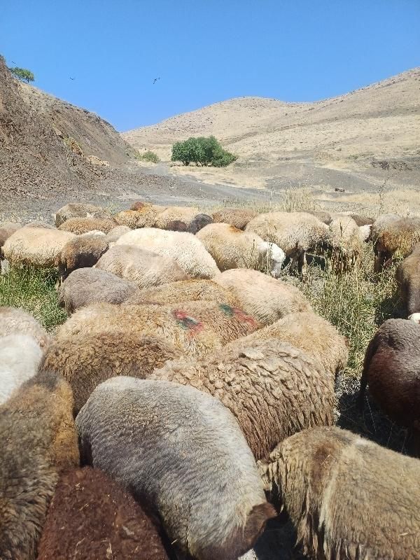 ۱۳۶ راس گوسفند داشتی شیشک و آبستن با ۷ بره|حیوانات مزرعه|مریوان, |دیوار