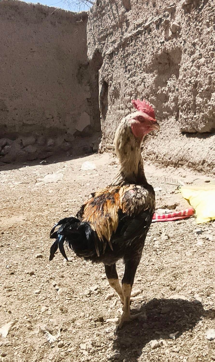 مرغ خروس لاری درجه ۱|حیوانات مزرعه|بیرجند, |دیوار
