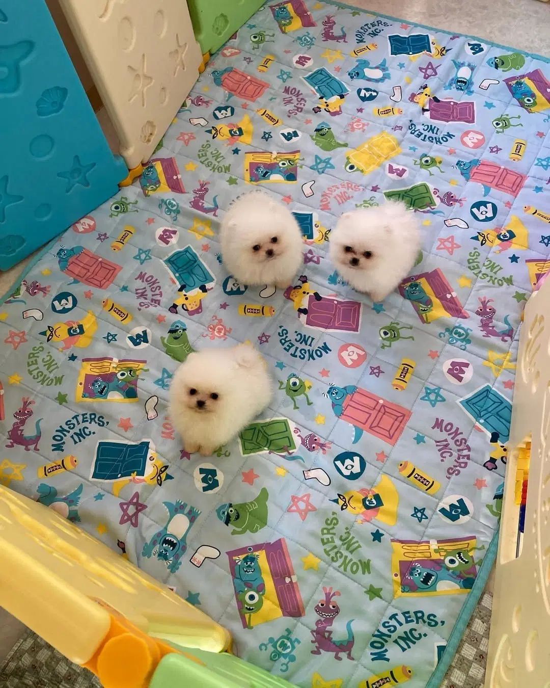 دنیای توله پامر خرسی پامرانین خرسی|سگ|تهران, شهرک غرب|دیوار