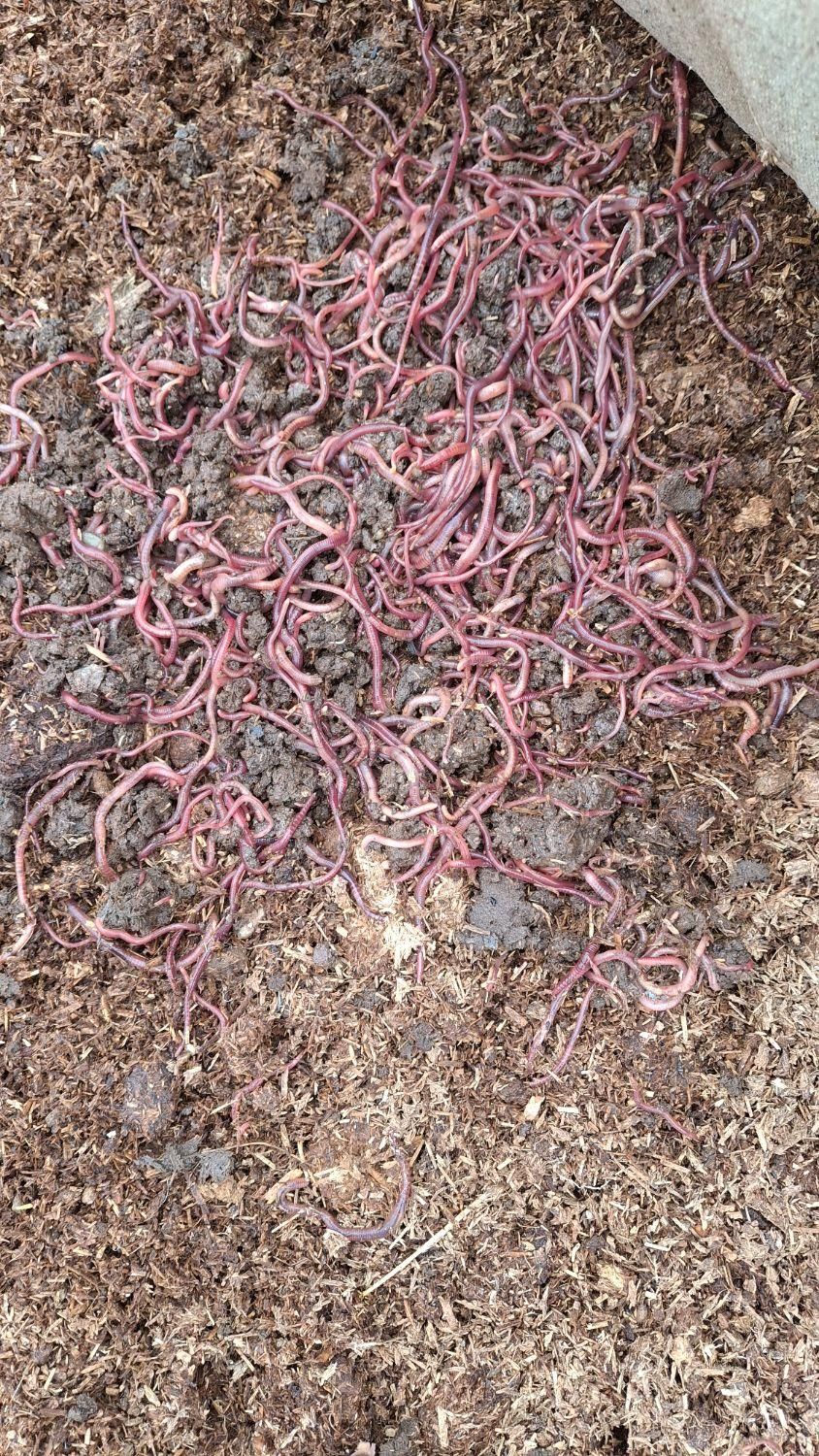 کود ورمی کمپوست|خدمات باغبانی و درختکاری|نجفآباد, شهرک صنعتی نجف آباد|دیوار