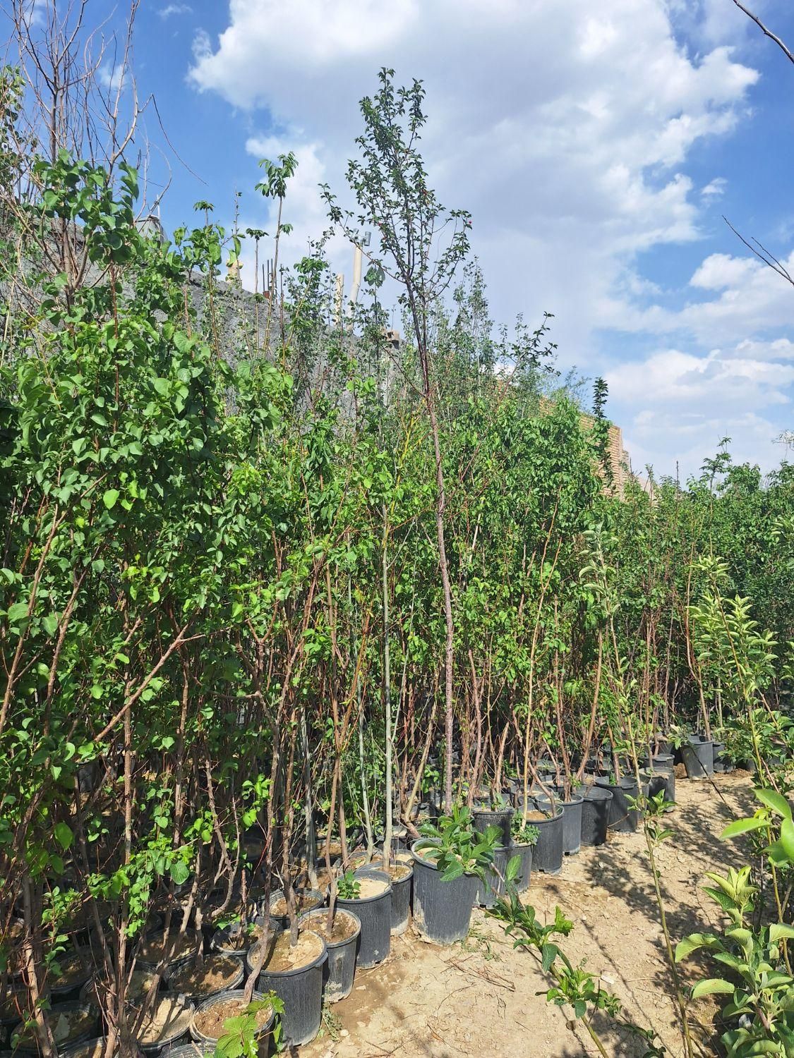 نهال و درخت هلو شلیل|خدمات باغبانی و درختکاری|فلاورجان, |دیوار