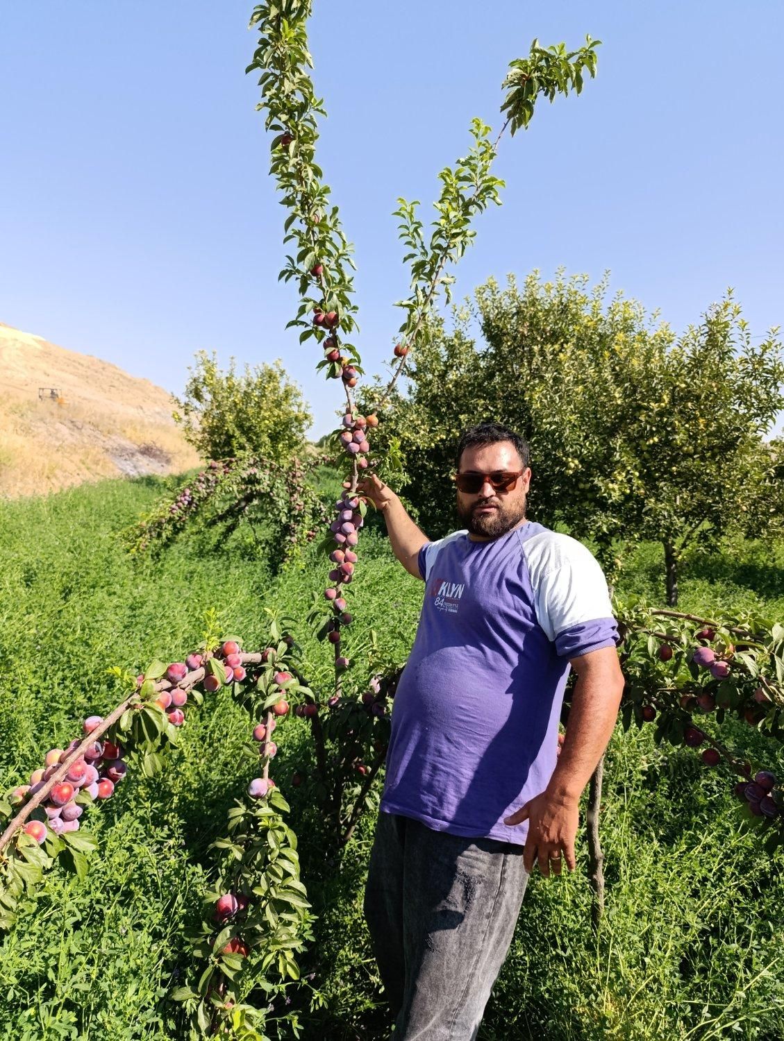 نهال های آلو شابلون اختری قطره طلا سیاه گلدانی|خدمات باغبانی و درختکاری|زنجان, |دیوار