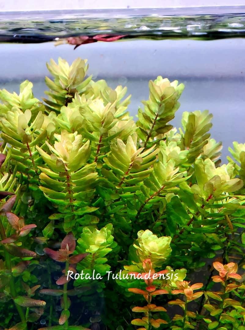 گیاه روتالا تولونادنسیس Rotala Tulunadensis|ماهی|تهران, یوسف‌آباد|دیوار