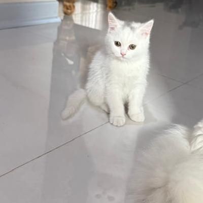 گربه|گربه|اهواز, گلستان|دیوار