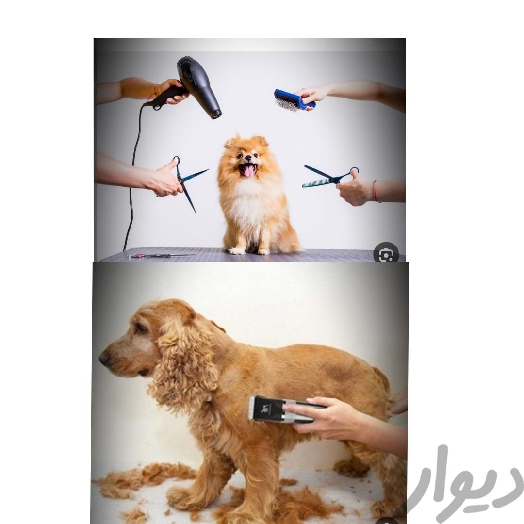اصلاح وآرایش آرایشگر حیوانات سگ وگربه درمنزل شما|خدمات پیشه و مهارت|تهران, افسریه|دیوار