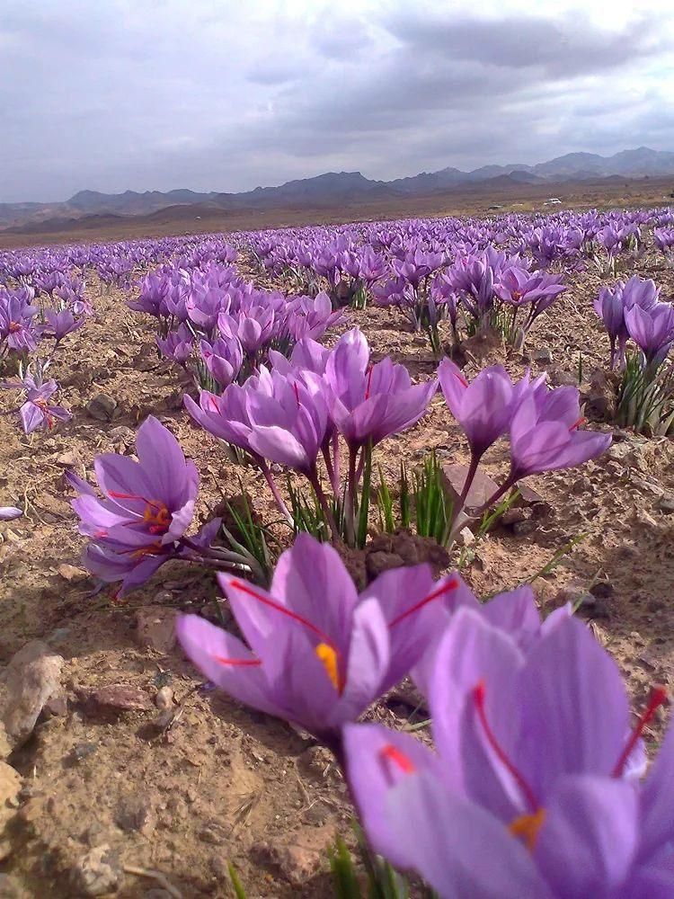 زعفران خالص|خوردنی و آشامیدنی|تهران, زعفرانیه|دیوار