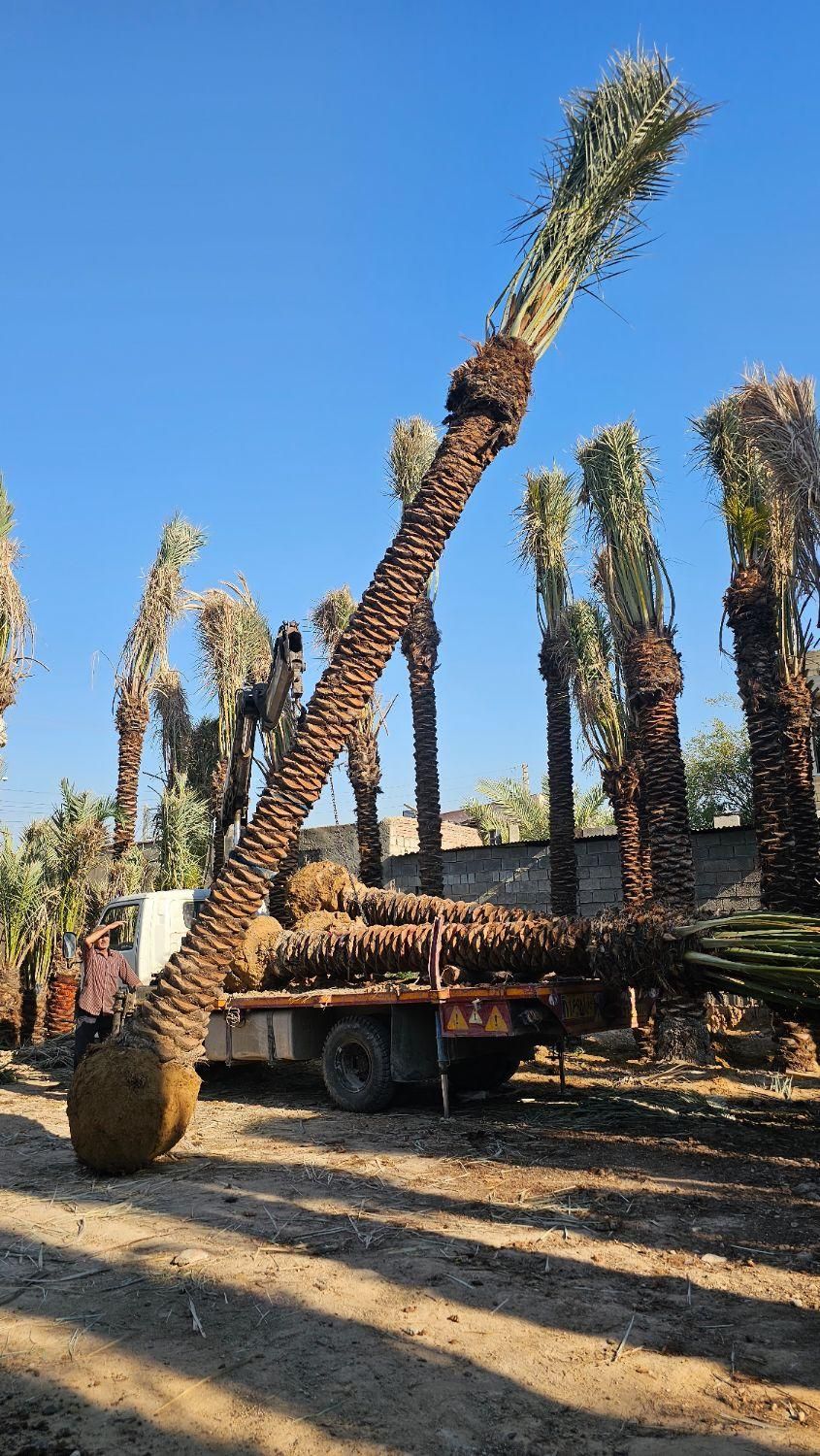 پروژه های ساخت و ساز تامین نخل پالم|پیشفروش املاک|ایلام, |دیوار