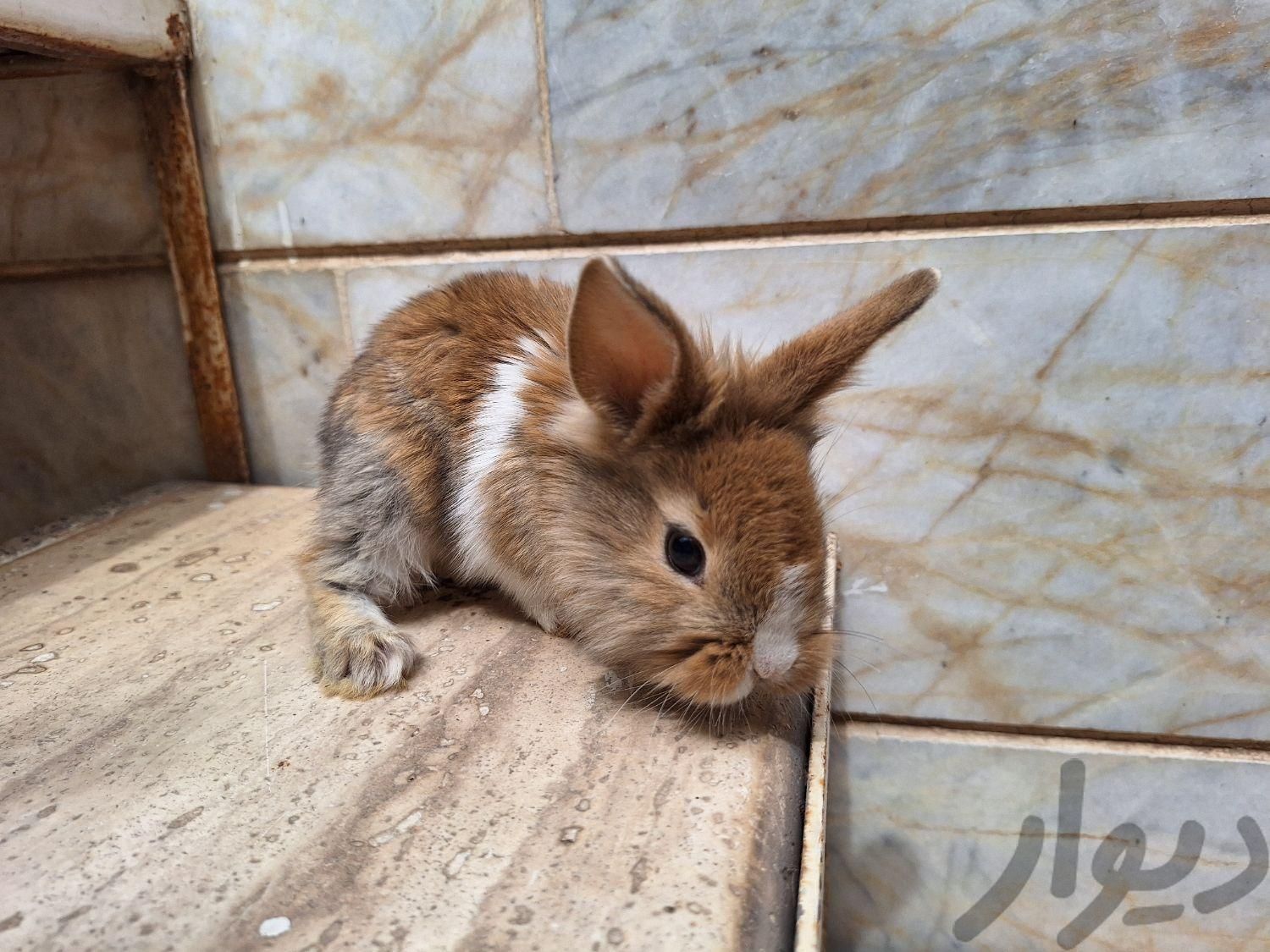 خرگوش|موش و خرگوش|نیشابور, |دیوار