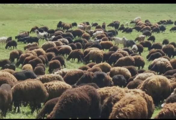 گوسفندزنده بره قلم ابی|حیوانات مزرعه|مشهد, آزادشهر|دیوار