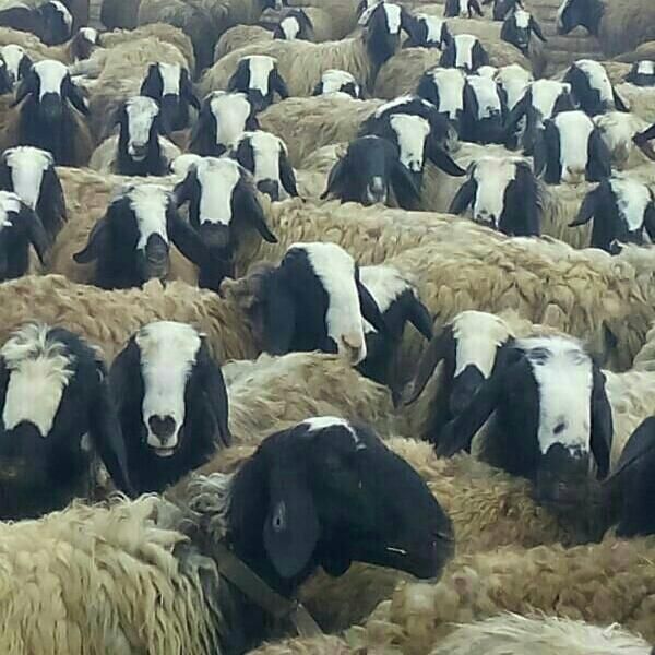 کرمان ارسال میگردد میش شال قوچ ژن گوسفند 2بره|حیوانات مزرعه|کرمان, |دیوار