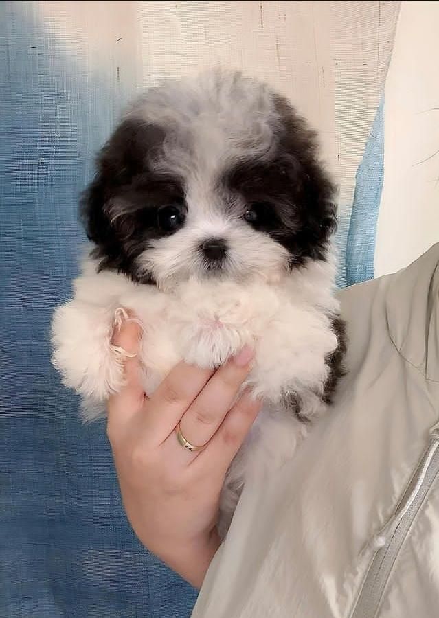 توله سگ خانگی پودل|سگ|کرج, شهرک جهاننما|دیوار