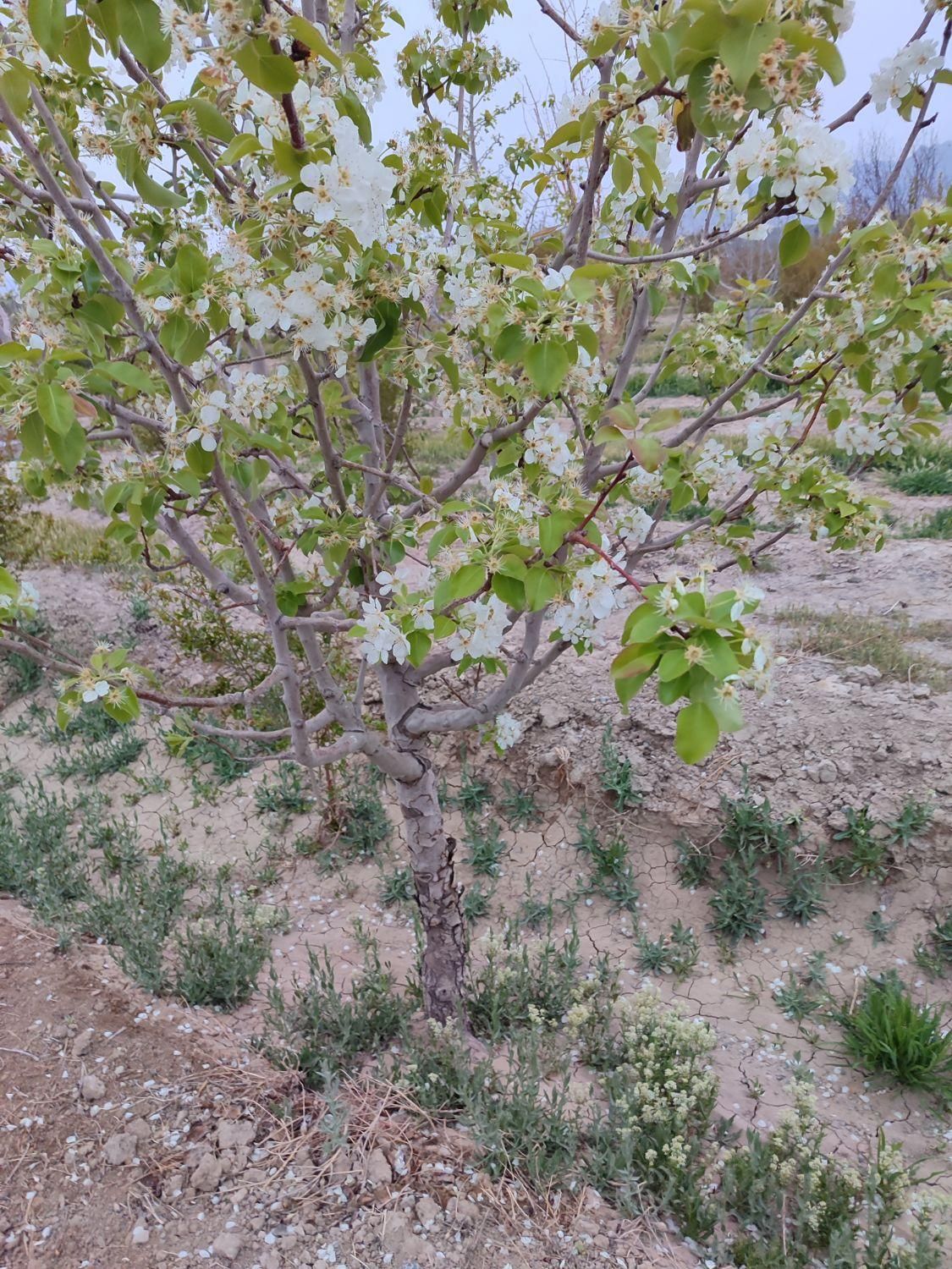 زمین باغی|فروش زمین و ملک کلنگی|اصفهان, بهارستان|دیوار