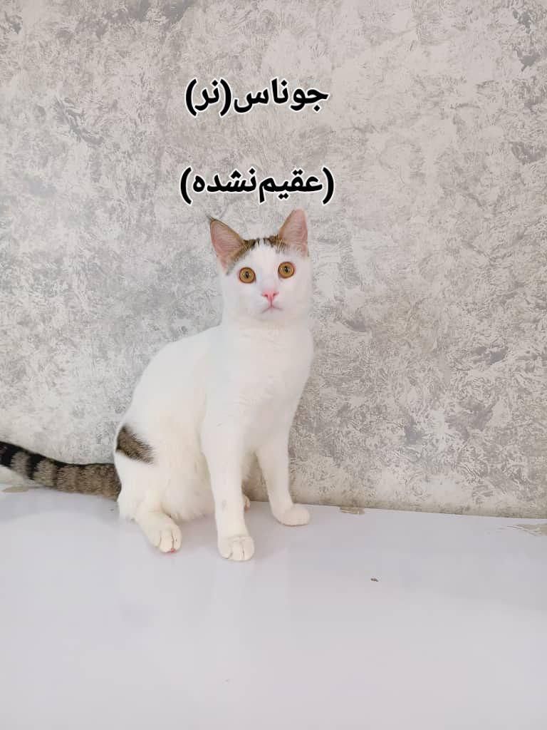 واگذرازی ۴تا پیشی ناز|گربه|تهران, هاشمی|دیوار