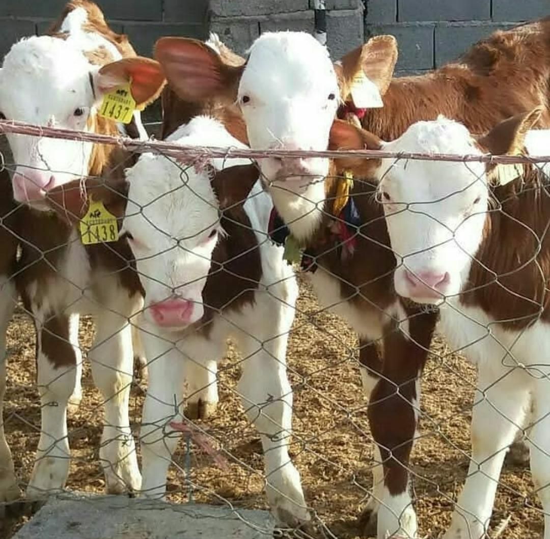 انواع گوساله ریزقلم پرواری|حیوانات مزرعه|بندر ترکمن, |دیوار