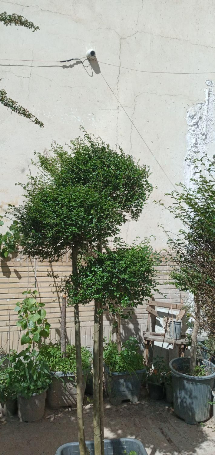 گیاه مورت ، مورد|گل مصنوعی|تهران, تهرانسر شرقی|دیوار