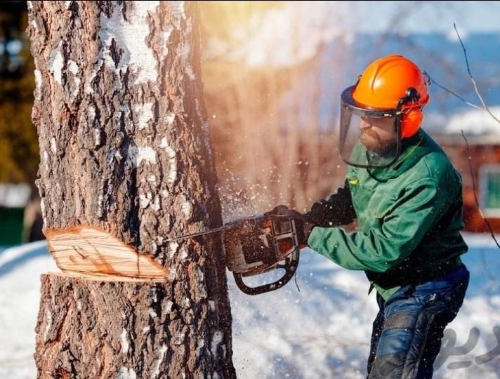 خرید قلمه و برش درخت|خدمات باغبانی و درختکاری|تبریز, |دیوار