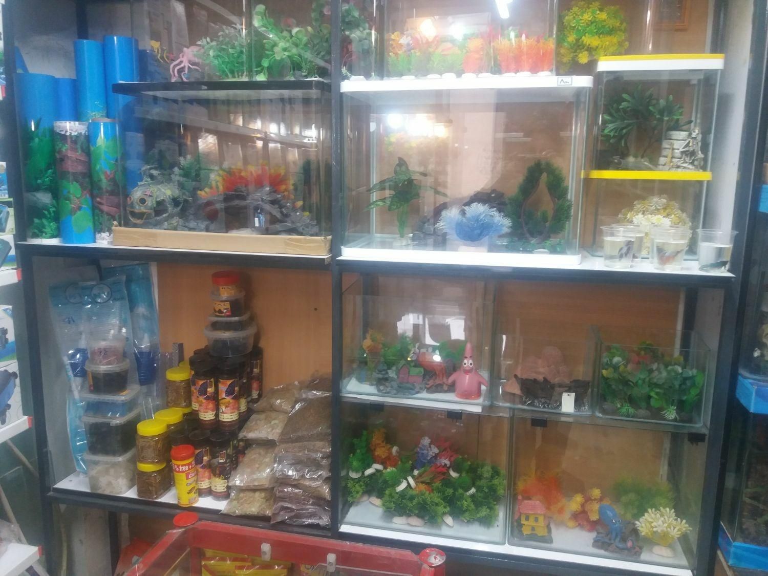 فروش لوازم اکواریوم ماهی|ماهی|پاکدشت, |دیوار