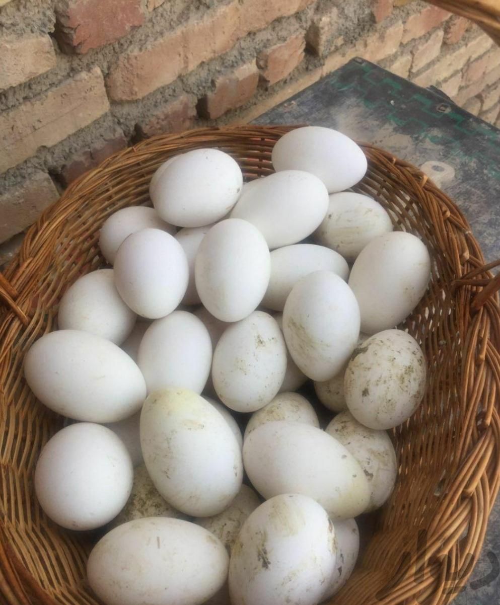 خریدار تخم غاز نطفه دار|حیوانات مزرعه|گرگان, |دیوار