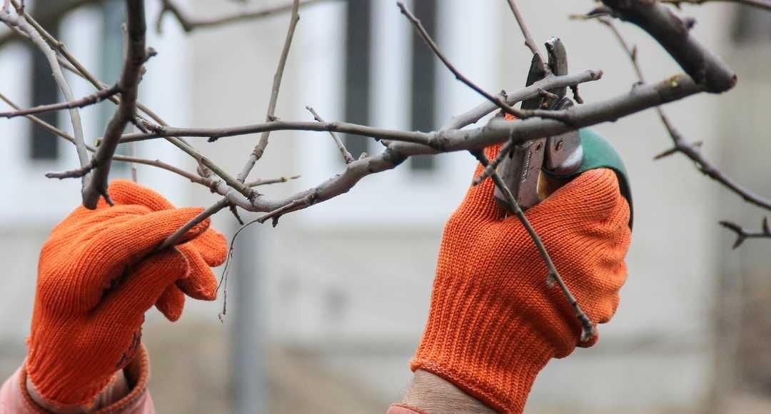 باغبانی،هرس،سم پاشی ،چوب بری|خدمات باغبانی و درختکاری|اصفهان, خانه اصفهان|دیوار