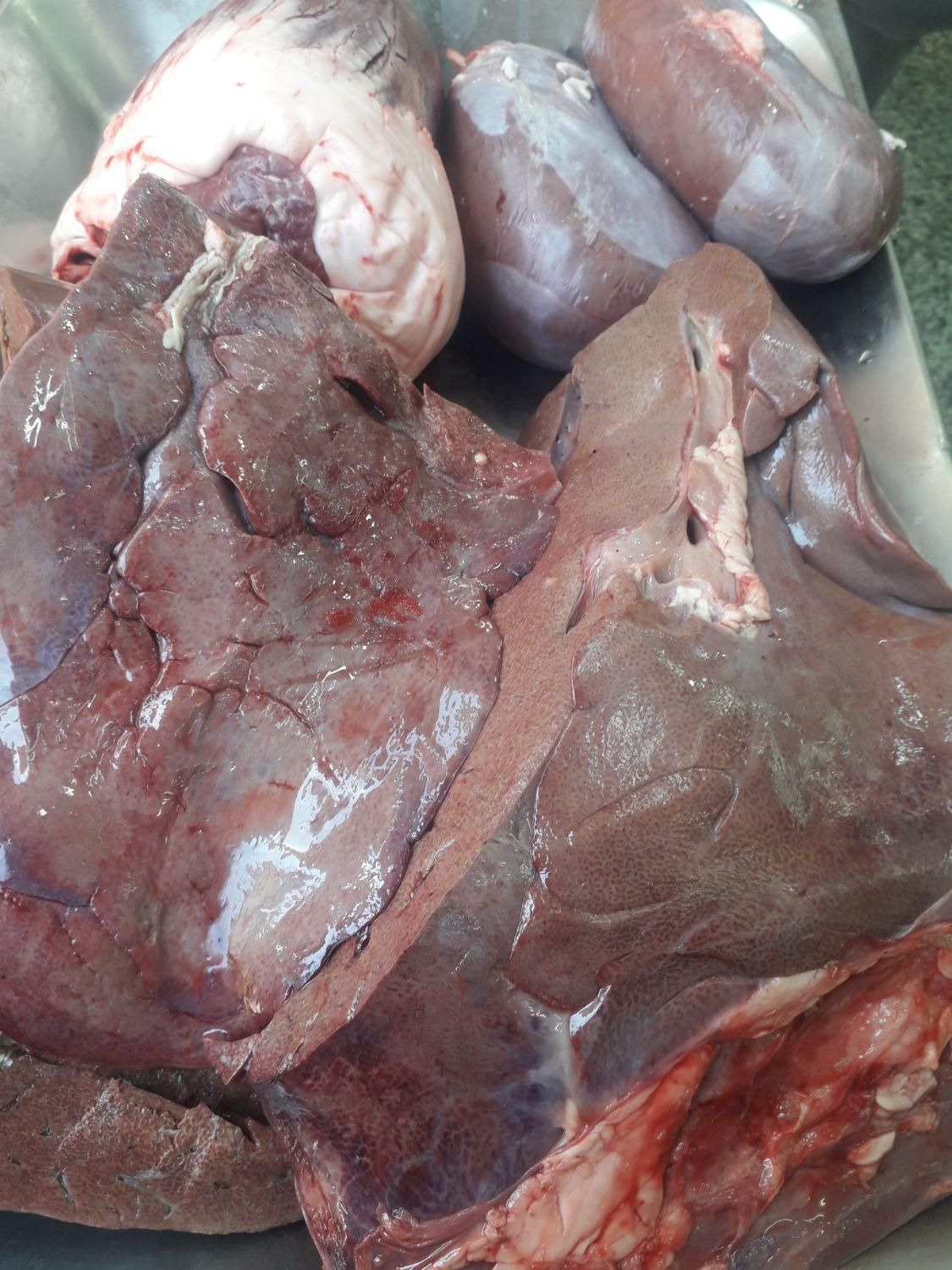 جگر شتر فقط امروزکیلو ۱۵۰۰۰۰|خوردنی و آشامیدنی|قم, چهار مردان|دیوار
