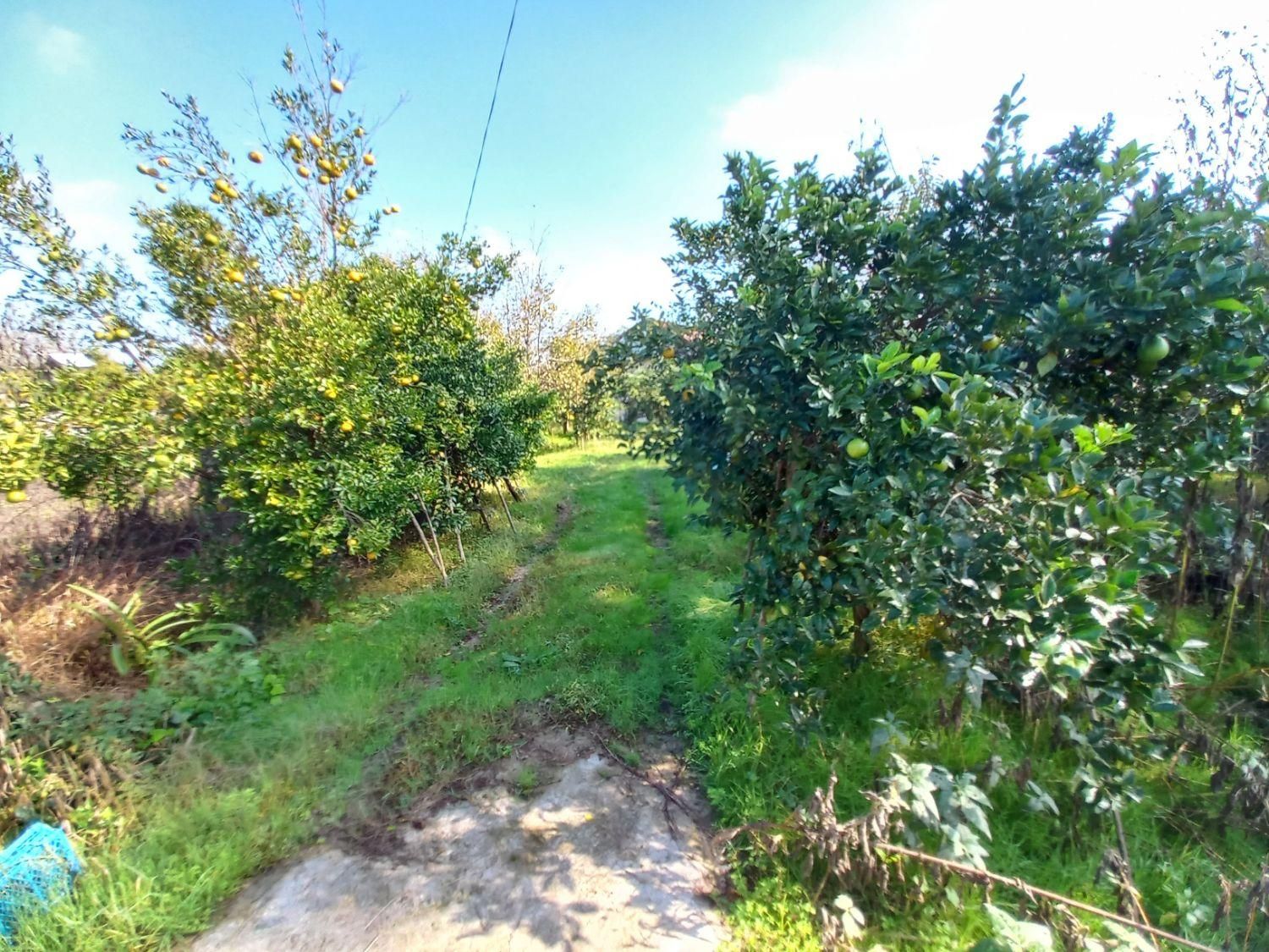 ۳۷۰۰ متر مسکونی با انشعابات قابل تفکیک/۸دقیقه دریا|فروش زمین و ملک کلنگی|لشت نشا, |دیوار