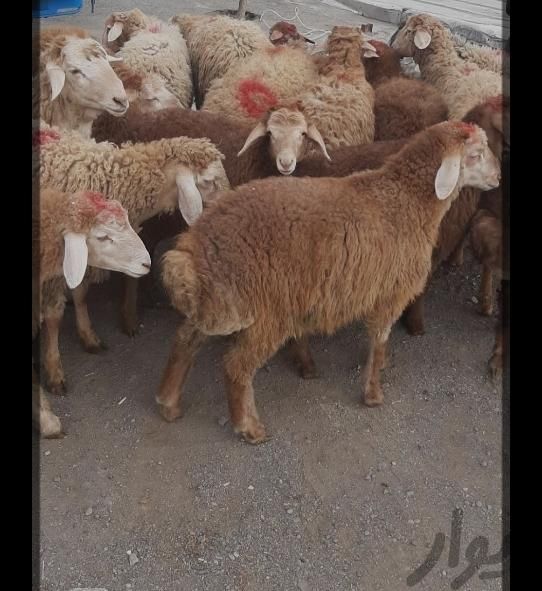 گوسفند زنده|حیوانات مزرعه|فردیس, |دیوار