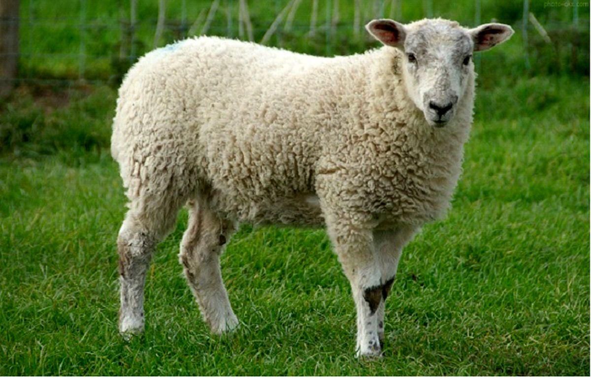 گوسفند زنده بره قربانی درجه یک|حیوانات مزرعه|اسلامشهر, |دیوار