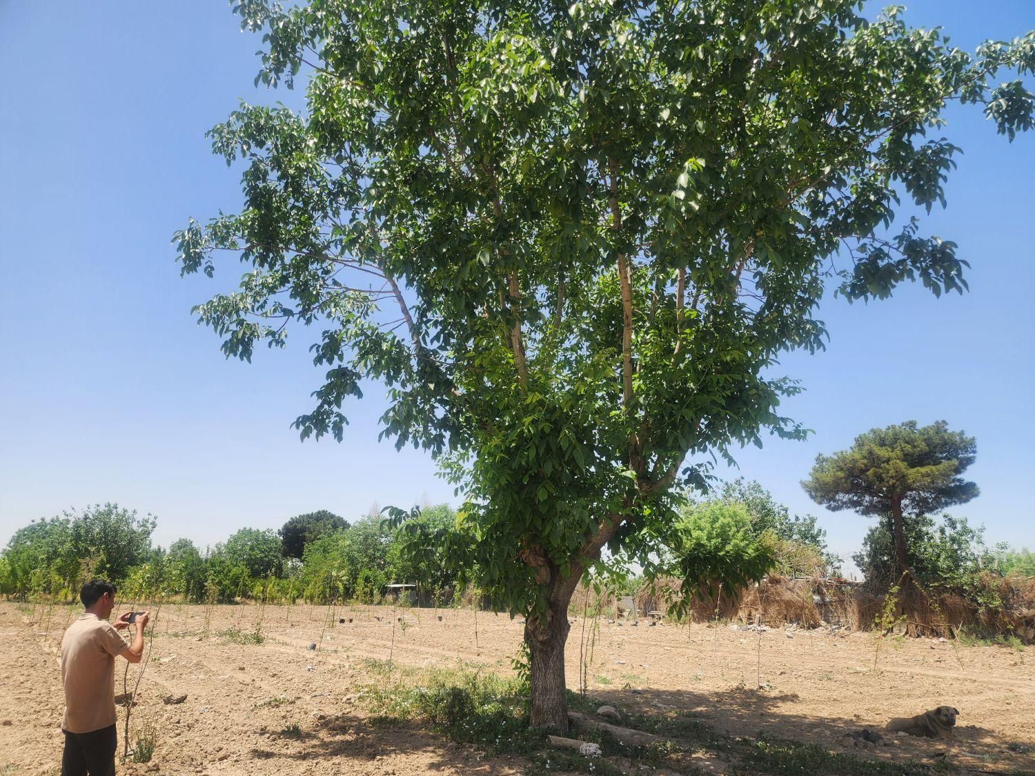 ۵۴۰ متر زمین سند باغی|فروش دفتر صنعتی، کشاورزی، تجاری|آفتاب, |دیوار