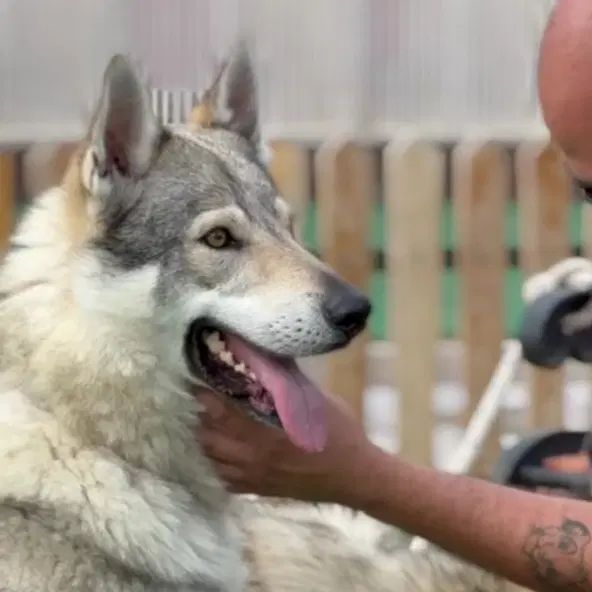 wolfdog فوق العاده|سگ|تهران, دربند|دیوار
