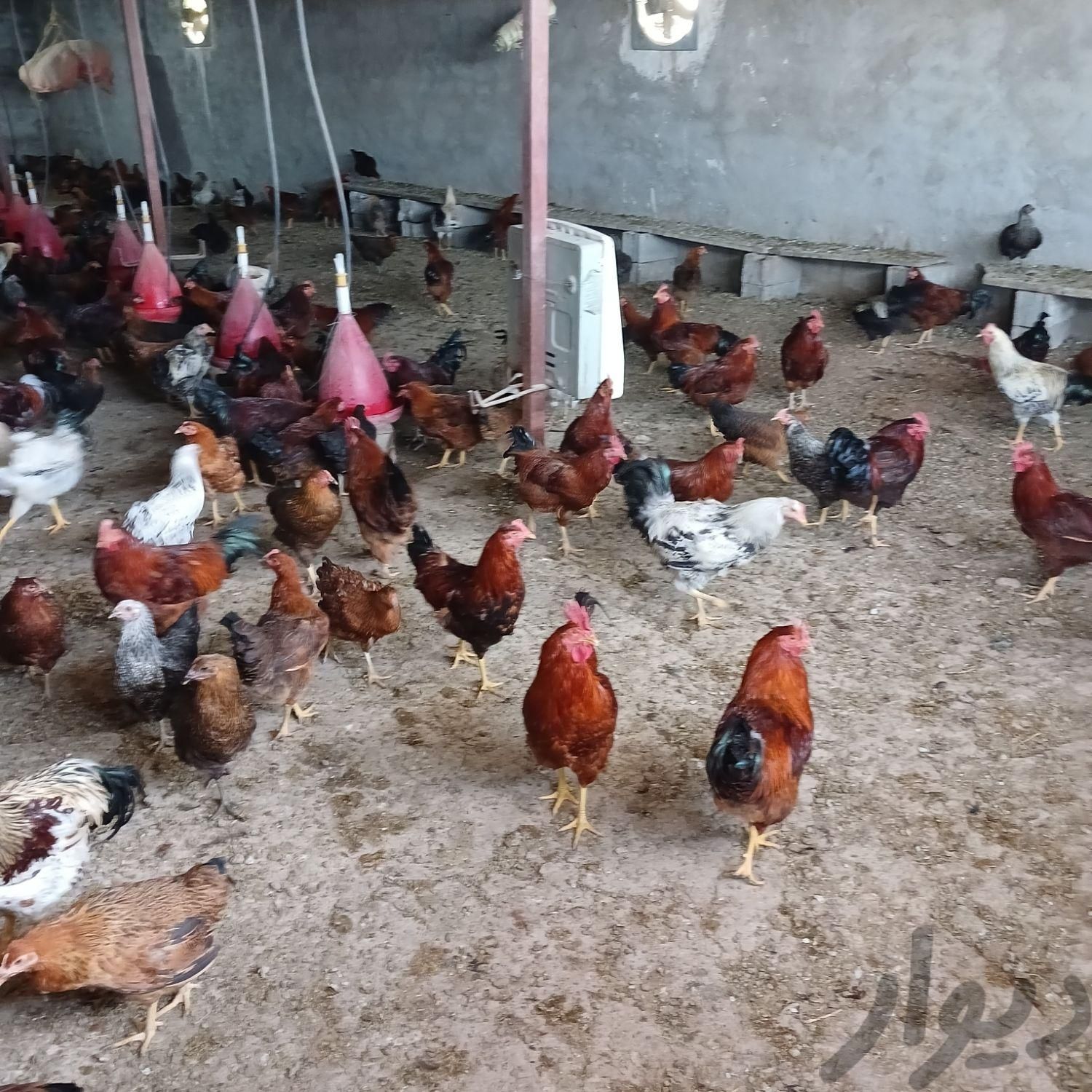 فروش مرغ وخروس محلی پرورش یافته با دان ارگانیک
