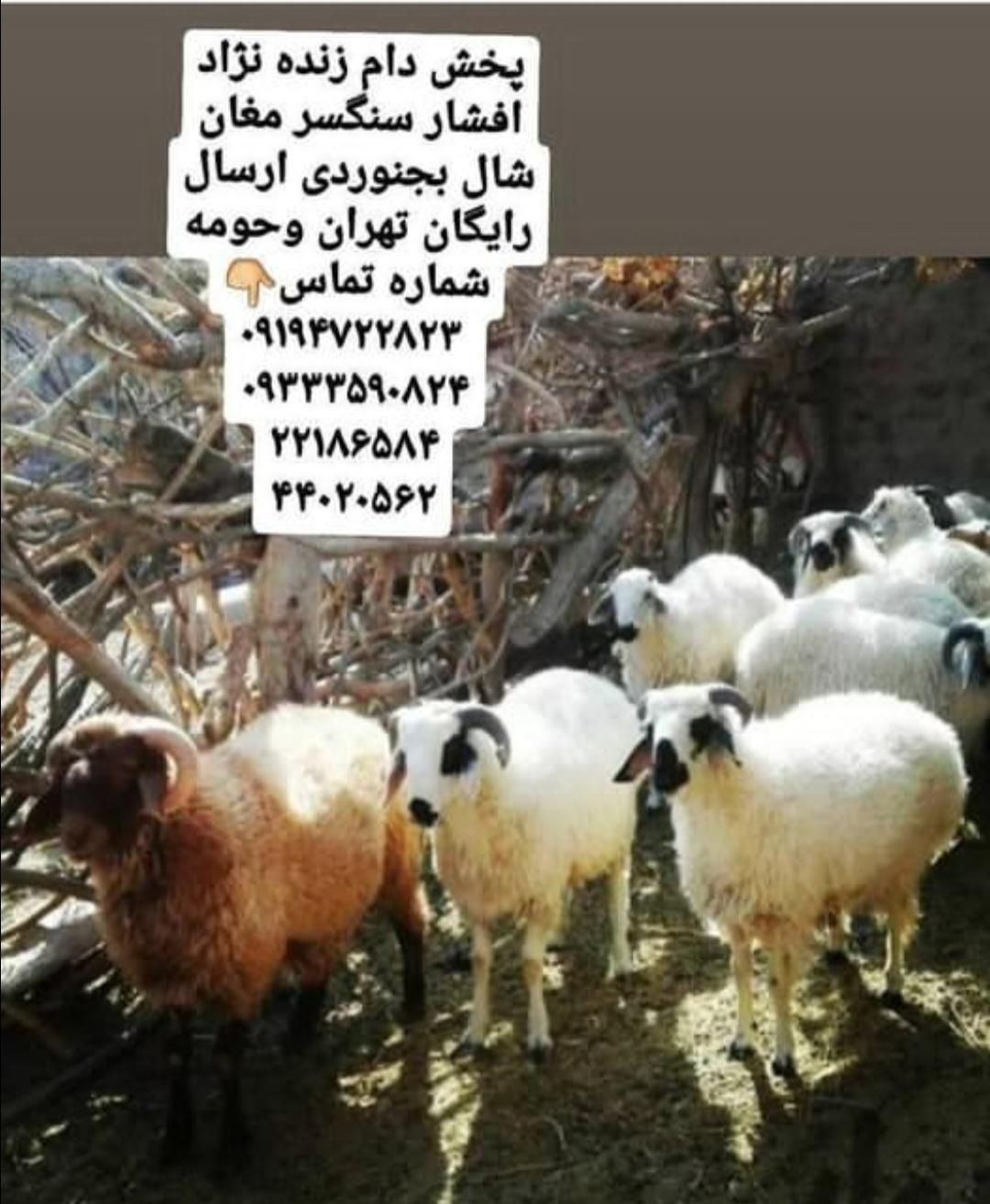 گوسفند نر ومیش بره ارسال تمام نقاط تهران شمال غرب|حیوانات مزرعه|تهران, سازمان برنامه|دیوار