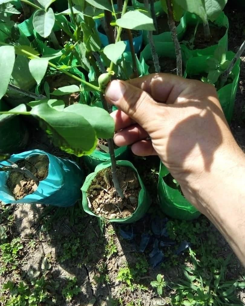 نهال گردو پوست کاغذی|خدمات باغبانی و درختکاری|رشت, آب آسیاب|دیوار