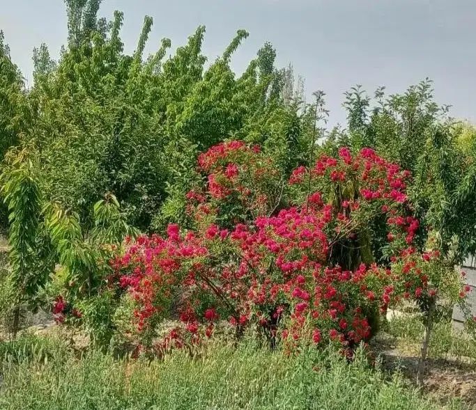فروش زمین ۵۱۰ متری در شاهنامه پرداخت اقساطی|فروش زمین و ملک کلنگی|مشهد, حسین‌آباد|دیوار