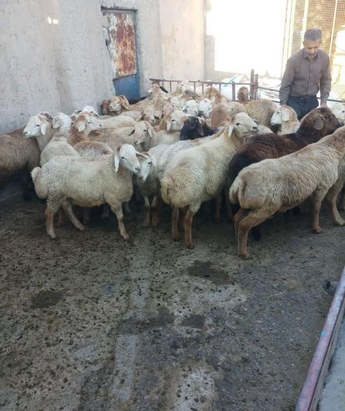 فروش گوسفند زنده شکم خالی چاق مناسب برای قربانی|حیوانات مزرعه|کرج, دهقان ویلا|دیوار