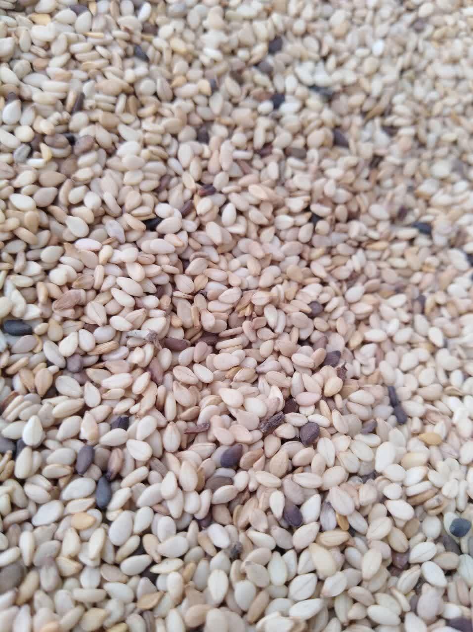 پخش کنجد ارده،روغن کنجد،روغن ارده،ارده،روغن زیتون|عمده‌فروشی|تهران, استاد معین|دیوار