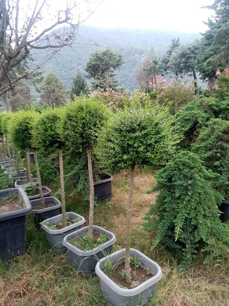 سیکاس بامبو خیزران نی گل محمدی رز یوکا سرویس خدمات|خدمات باغبانی و درختکاری|تهران, آرژانتین|دیوار
