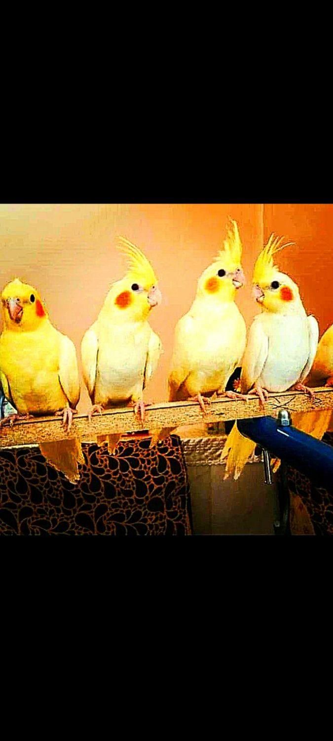 فروش عروس هلندی دستی سخنگو با ضمانت یک ساله|پرنده|تهران, جیحون|دیوار