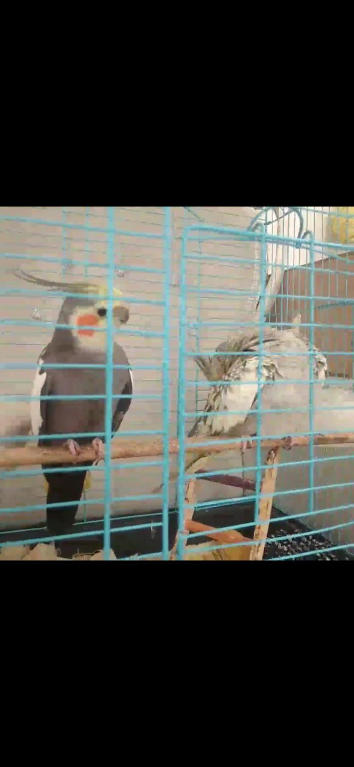 عروس هلندی گم شده|حیوانات|کرج, منظریه|دیوار