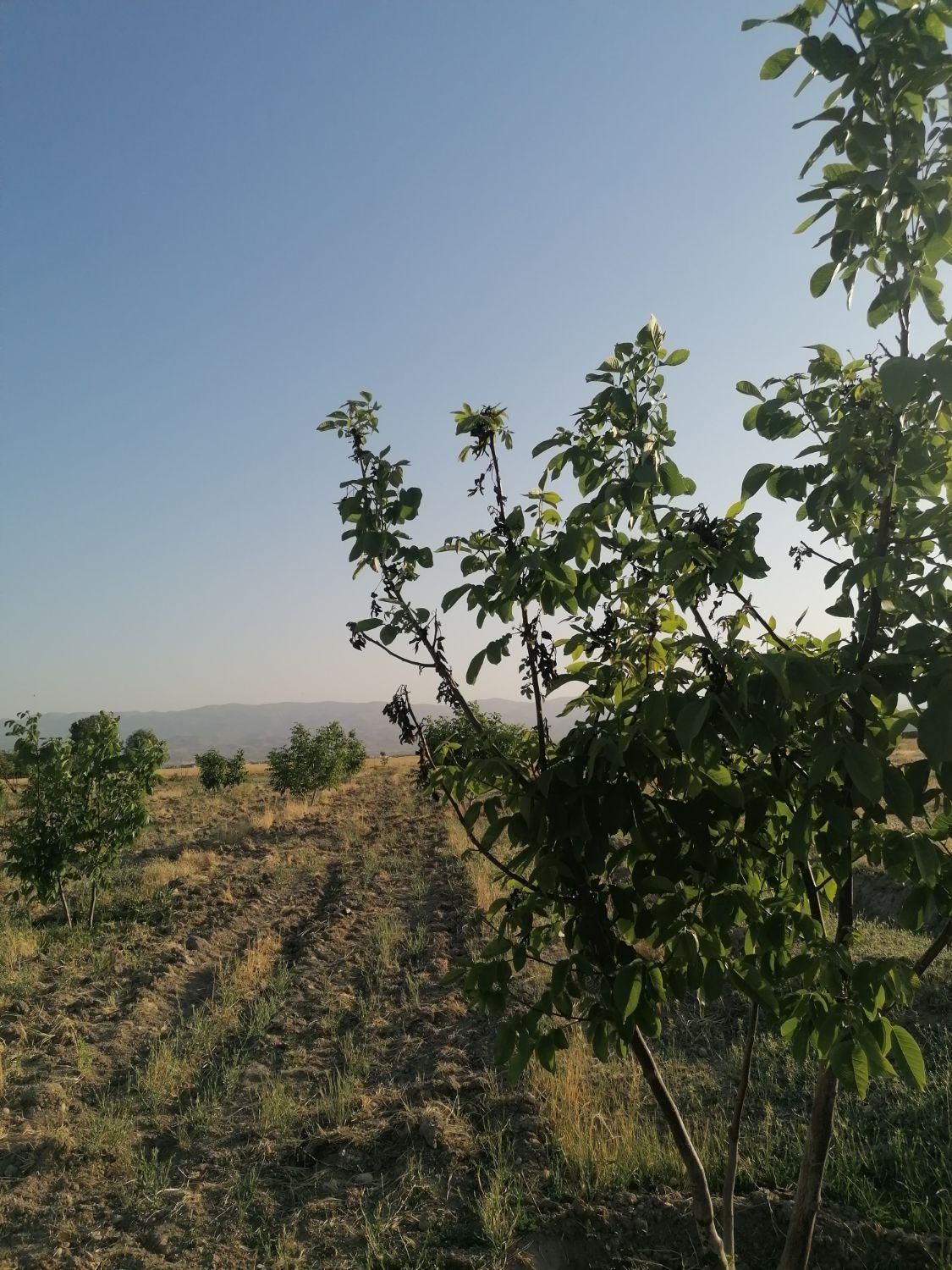 1700مترزمین خان زنیان.دهنوقلندری جهت باغ شهری|فروش دفتر صنعتی، کشاورزی، تجاری|شیراز, شهرک گلستان|دیوار