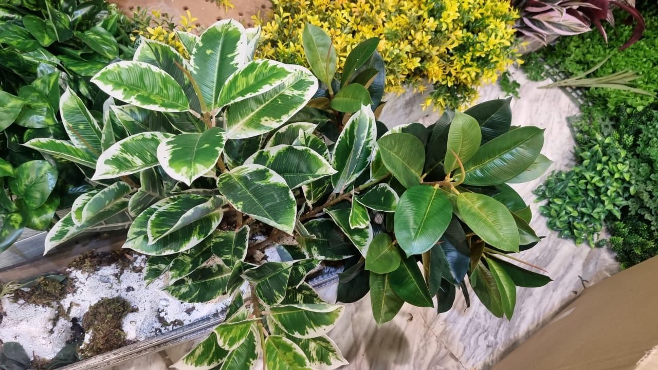 درختچه گیاه گل مصنوعی فیکوس|گل مصنوعی|فردیس, |دیوار