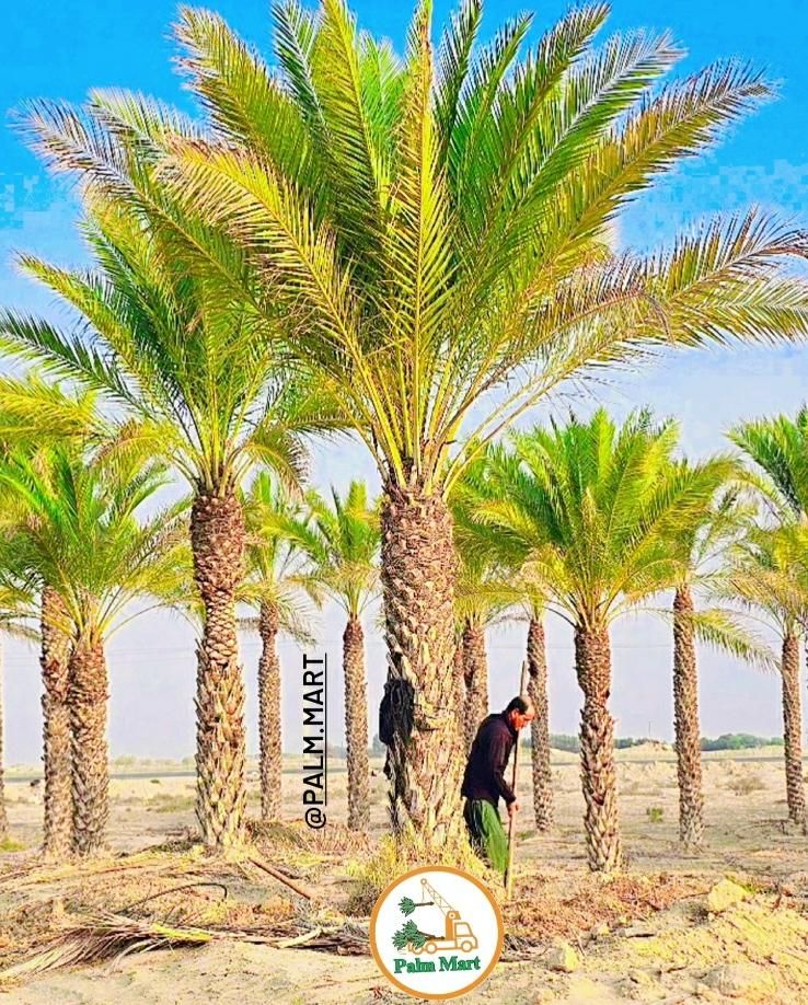 اقلیم قم خیلی کم آبه نخل یه گزینه خوبه پالم|خدمات باغبانی و درختکاری|قم, انصارالحسین|دیوار